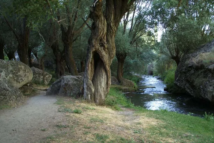 Ağaçlar arasında dere kıyısındaki patika